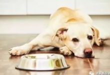 只需6招，解決狗狗挑食問題！-頭條楓林網