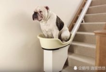 自動烘狗衣、智能貓玩伴！看似詭異似乎又實用的8個新寵物用品！你敢用嗎？-頭條楓林網