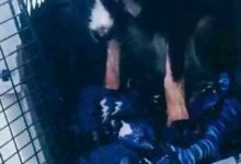 狗狗被棄養心靈遭受沉重打擊，女孩用時間撫平一切-頭條楓林網