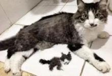 寵物們都要哭了！毛被剃壞就算了，主人還做這些事！-頭條楓林網