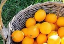 請停止這8種水果吃法，十分不健康！-頭條楓林網