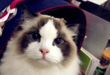 主子經常不在家貓咪太孤獨！最後患上抑鬱症，舔傷了自己...-頭條楓林網