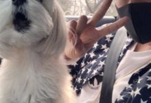 黃子韜曬出與寵物的合影，原來他也有可愛的一面！-頭條楓林網