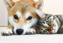 蠢萌柴犬實力寵妻，貓咪都高冷不起來了！這恩愛秀的也太甜了！-頭條楓林網