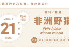 喵星人的祖先，來自那片神奇的土地-頭條楓林網