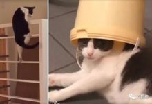 曾被5家庭退回 「世界最淘氣貓」落戶紐約 Instagram吸粉7萬-頭條楓林網