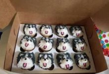 網友為哈士奇慶生，當二哈看到這一幕，卻沒胃口了！-頭條楓林網