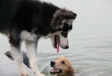 金毛失足掉到河裡，阿拉斯加下水救援，結局尷尬了！-頭條楓林網