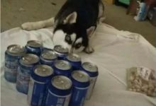 主人失戀抱著二哈灌酒，第二天酒醒了，他也傻眼了！-頭條楓林網