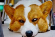 你有沒有發現，相處久了的狗狗有一項隱藏技能—翻白眼-頭條楓林網