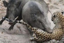 花豹怒懟陸地小坦克，誰料一番爭鬥後自己先掛了-頭條楓林網