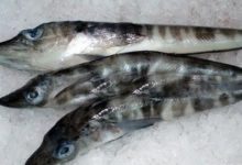 這種魚全身透明，血都是白色的，說不准你還吃過呢！-頭條楓林網