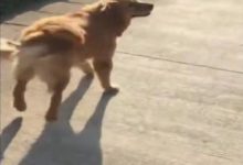 金毛一到鄉下就跑沒影了，結果回家後寵主氣炸了，恨不得一刀砍死-頭條楓林網