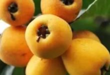 生活丨春季止咳小秘方，藥食兩用更安全！-頭條楓林網