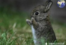 世界上最小的兔子，體重只有三百多克，跟一顆鵝蛋差不多大-頭條楓林網