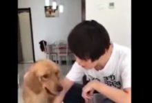 金毛想吃肉乾但女主人不肯買，金毛叼來只鞋子後立馬就答應了！-頭條楓林網