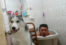 本以為二哈這麼乖守著主人泡澡，沒想到……-頭條楓林網