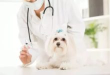 席捲美國中部實體店，深受獸醫熱捧，這款糧憑啥集萬千寵愛於一身？-頭條楓林網