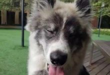 三傻的結晶會是什麼樣的？簡直不敢想像！-頭條楓林網