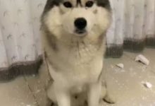 因為二哈拆家太過分，主人直接上膠布把二哈給捆在地板上，這下終於解氣了-頭條楓林網