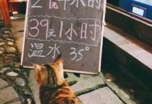 你知道嗎，不僅人要水療，貓也要魚療的！-頭條楓林網