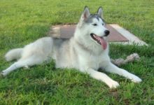 二哈這次不拆家，竟拉起車子帶婆婆四處散步，路人看了都懷疑這狗不純！-頭條楓林網