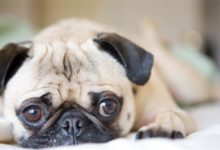 狗狗補鈣的飲食有哪些注意，狗狗缺鈣飲食怎麼補鈣-頭條楓林網