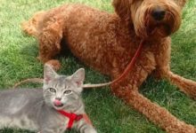 當安靜的狗狗遇到生命里好動的貓咪，竟然開啟了新的旅程！-頭條楓林網