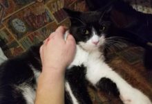 流浪小貓剛被收養像只驚弓鳥，遇見小女孩卻任抱任親-頭條楓林網