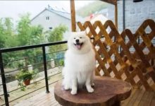 了解薩摩耶犬，為什麼說薩摩耶犬擁有基督的精神？-頭條楓林網