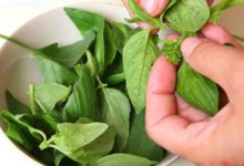 九層塔有強大的殺菌消炎功能，可預防感冒及支氣管炎！-頭條楓林網