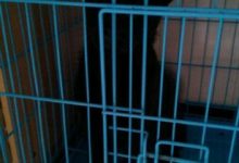 男子曬剛買的純黑土狗，網友看了強烈建議：牽引繩必須是夜光的！-頭條楓林網