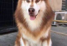 可愛的阿拉斯加犬剪了頭髮 就像街上的小混混-頭條楓林網