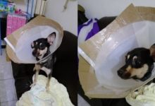 為保護狗狗，主人自製超大號頭套，汪星人戴上後直接傻眼：這是用來接收外星信號的嗎？-頭條楓林網