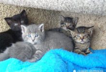 貓眼變變變！小時候的藍不是真的藍，果然是貓大十八變！-頭條楓林網