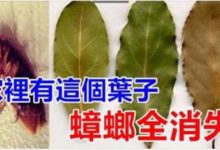 找一片這種葉子放在家裡角落，蟑螂全家都消失，蟑螂最怕它-頭條楓林網