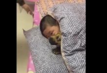 狗狗誓死保護小主人，媽媽也不許靠近，誰靠近咬誰！-頭條楓林網