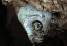 名副其實的魚堅強，在泥土中被困數年仍頑強活著-頭條楓林網