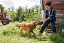 人類想听懂動物的語言，AI能幫上忙麼？-頭條楓林網