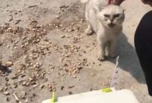 小伙垃圾堆撿到一隻折耳貓，帶回檢查後淚流滿面-頭條楓林網