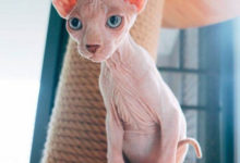 斯芬克斯貓吃肉不吃貓糧，無毛貓只挑肉吃不吃貓糧了-頭條楓林網