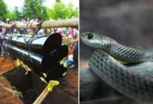 母親突然離世，下葬之時出現奇怪現象，讓他對母親的死有了懷疑，這時一條蛇道出了死因-頭條楓林網