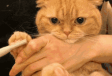 喵星人被鏟屎官擒住修毛，一臉委屈巴巴-頭條楓林網