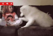 為什麼有小孩後很多人要養只薩摩耶！-頭條楓林網