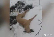 主人把土狗趕到門口看家，寧願被凍死都沒進屋取暖！傻狗傻忠誠！-頭條楓林網