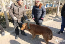 因物業不讓養大型狗，老農被迫出售金毛的時候，金毛絕望流淚了！-頭條楓林網