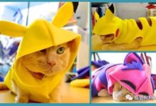 穿上超級可愛的服飾之後，這些貓咪們顯得更萌了！-頭條楓林網