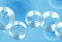 蛋白合成所採用的宿主細胞、篩選系統和基因工具介紹-頭條楓林網