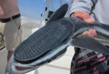 這不是鞋底 是一種鯊魚都拿它沒辦法的魚-頭條楓林網