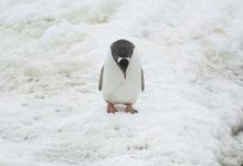 南極旅行沒你想的那麼可怕 實用攻略拿好不謝-頭條楓林網